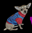 Woof &ndash; Brand Experience